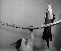 Always supervise interaction between your cat and bird.