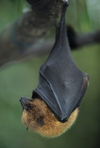 Bats generally reside in dark, draft-free areas.