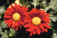 Several varieties of chrysanthemum repel spiders.