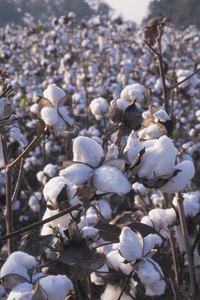 Cotton is king in Texas.