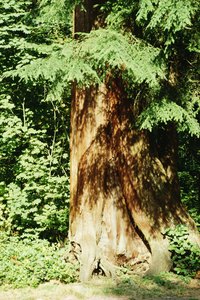Cedar wood is resistant to termite infestation.