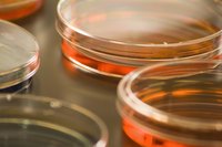 Forensic assistants study trace evidence to help solve crimes.