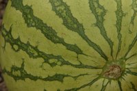 Disease can cause watermelons to rot.
