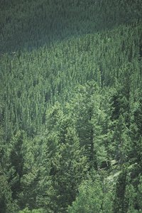 The Douglas-fir tree is one of the world’s most important timber trees.