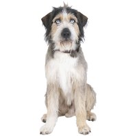 The finer the detail on your model, the greater the resemblance to a real-life dog.