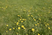 Warming soil temperatures are primarily responsible for weed seed germination.