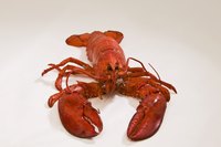 Lobster tails taste great broiled in a convection oven