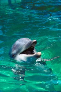 Make a dolphin model from papier-mache.