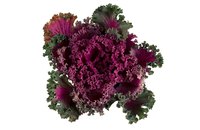 Ornamental cabbage is edible but usually planted for its aesthetic value.
