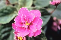 African violets are one type of flower that thrives in self-watering planters.