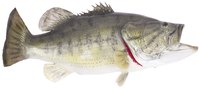 Several species of bass are found in freshwater habitats.