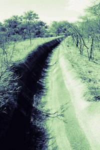 Plants help stabilize the sides of a ditch.