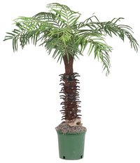Ponytail palms are not true palms.