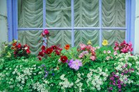 Sweet alyssum complements bold upright flowers.