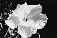 Hibiscus are often attacked by spider mites and aphids.