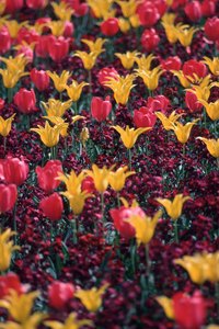 Use vibrant tulips as cake decorating inspiration.