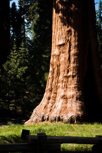 Giant sequoias are among the world's tallest trees.