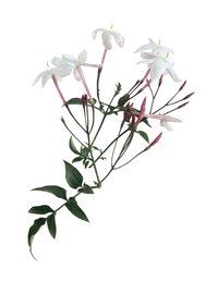 Pink jasmine provides pet-safe beauty.