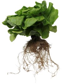 Plant roots grow well in aeroponic systems.