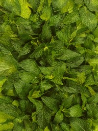 Blend peppermint oil with your shampoo and conditioner to enjoy its cooling action.