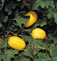 Spaghetti squashes are easy to grow and store at home.