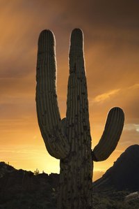 Saguaro cactus can turn black.