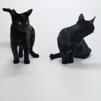 Those handsome kitties could be twins.