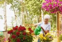Mature woman watering plants.
