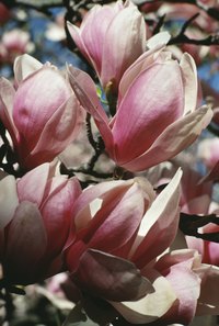Magnolia trees produce aromatic flowers in a variety of colors.
