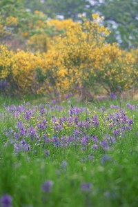 Scotch broom shrubs produce pretty white or yellow flowers.