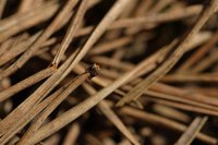 Despite being evergreen, weeping pine needes sometimes turn brown.