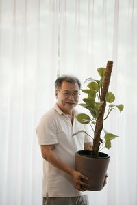Philodendrons thrive in bright, indirect sunshine.