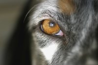 Keep careful track of any changes in your dog's eyes.
