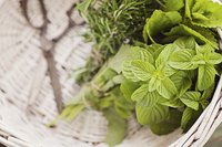 Clippings of fresh mint and rosemary in a basket.
