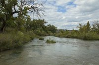 In the wild, marble gar are found in clear, moving river water.