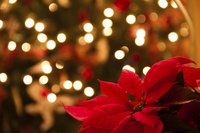 Modified leaves, called bracts, produce poinsettia's red coloring.
