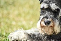 A miniature schnauzer lying on a grass field.