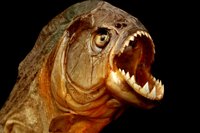 A piranha's bark is worse than its bite