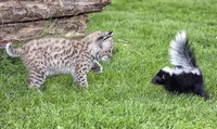 This baby bobcat may pay for his curiosity. The cat you allow outdoors might, too.