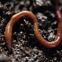 Worm bins should be kept from freezing during winter.