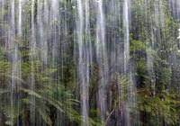 Kava kava grows best in warm, wet tropical rain forest conditions.