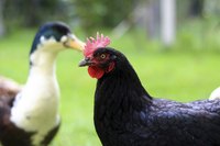 Chickens and ducks don't need to smell unpleasant if kept in the right conditions.