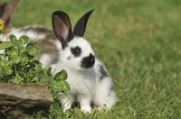 Rabbit on grass field.