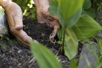 Woman picking up handful of fertilizer
