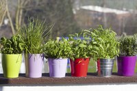 Herbs and spices in containers with drainage holes can be moved around the garden.