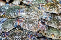 Soft-shell crabs are just freshly molted blue crabs.