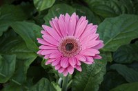 Gerberas have cheerful, brightly colored flowers.