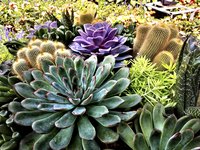 Succulents add color, texture and a variety of shapes to the garden.