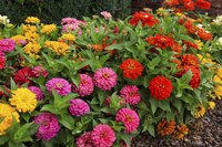 Zinnias come in a wide range of sizes and bloom colors.