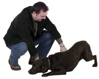 Eliminate fleas with spray chemicals.